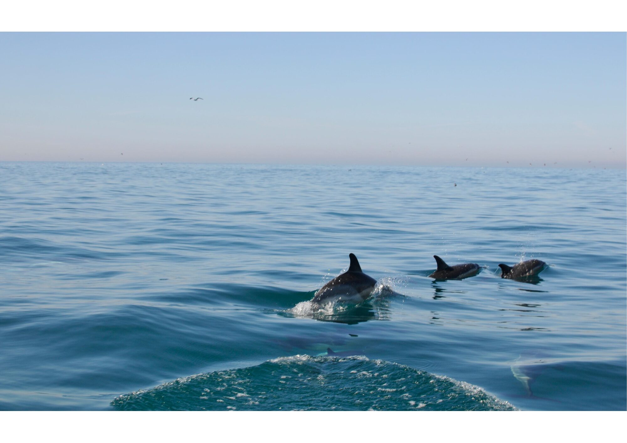 A pod of wild dolphins found off the coast of Nazaré